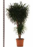 Драцена Рефлекса Анита куст - Dracaena Reflexa Anita D45 H200