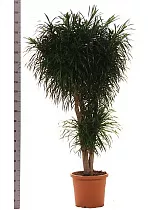 Драцена Рефлекса Анита куст - Dracaena Reflexa Anita D45 H200