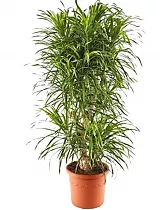 Драцена Рефлекса Анита куст - Dracaena Reflexa Anita D40 H180