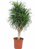 Драцена Рефлекса Анита куст - Dracaena Reflexa Anita D32 H120