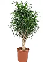 Драцена Рефлекса Анита куст - Dracaena Reflexa Anita D32 H120