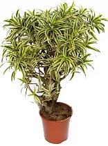 Драцена Рефлекса Сонг оф Индия - Dracaena reflexa Song of India D25 H110