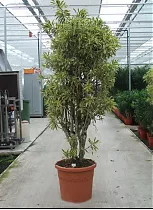 Драцена Рефлекса Сонг оф Индия - Dracaena reflexa Song of India D60 H300