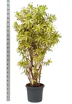 Драцена Рефлекса Сонг оф Индия - Dracaena reflexa Song of India D50 H240