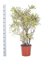 Драцена Рефлекса Сонг оф Индия - Dracaena reflexa Song of India D25 H130