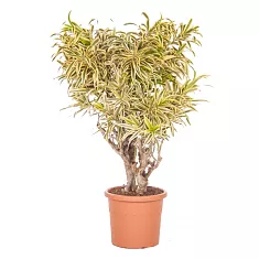 Драцена Рефлекса Сонг оф Индия - Dracaena reflexa Song of India D20 H90
