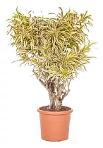 Драцена Рефлекса Сонг оф Индия - Dracaena reflexa Song of India D20 H90