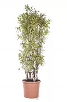 Драцена Рефлекса Сонг оф Индия - Dracaena reflexa Song of India D30 H150