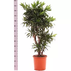 Драцена Рефлекса Сонг оф Ямайка куст - Reflexa Song of Jamaica D30 H140