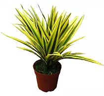 Драцена Рефлекса Сонг оф Индия - Dracaena reflexa Song of India D12 H25