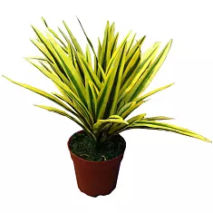 Драцена Рефлекса Сонг оф Индия - Dracaena reflexa Song of India D12 H25
