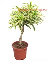Драцена Рефлекса Сонг оф Индия - Dracaena reflexa Song of India D21 H70