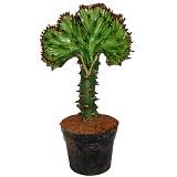 Эуфорбия лактея кристата - Euphorbia lactea forma cristata D10 H20