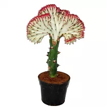 Эуфорбия лактея кристата - Euphorbia lactea forma cristata D10 H25