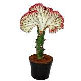 Эуфорбия лактея кристата - Euphorbia lactea forma cristata D10 H25