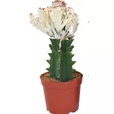 Эуфорбия лактея кристата - Euphorbia lactea forma cristata D5 H12