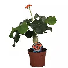 - Jatropha Ятрофа Подагрика оранж D13 H30