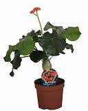 - Jatropha Ятрофа Подагрика оранж D13 H30