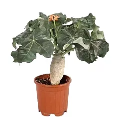Ятрофа Подагрика оранж - Jatropha D12 H25
