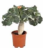 Ятрофа Подагрика оранж - Jatropha D12 H25