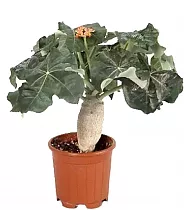 Ятрофа Подагрика оранж - Jatropha D12 H25
