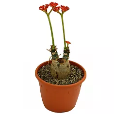 Ятрофа Подагрика оранж - Jatropha D15 H35