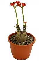 Ятрофа Подагрика оранж - Jatropha D15 H35