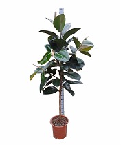 Фикус эластика Робуста - Ficus El Robusta On Stem D30 H180