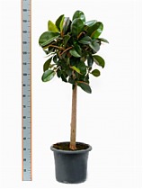 Фикус эластика Робуста - Ficus elastica Robusta D35 H160
