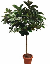 Фикус эластика Робуста - Ficus elastica Robusta D35 H200