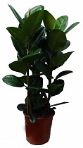 Фикус эластика Робуста - Ficus elastica Robusta D27 H120