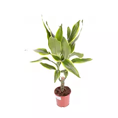 Драцена Фрагранс Голден Кост - Dracaena Fragrans Golden Coast D12 H40