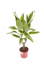 Драцена Фрагранс Голден Кост - Dracaena Fragrans Golden Coast D12 H40