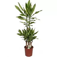 Драцена Фрагранс Голден Кост - Dracaena Fragrans Golden Coast D25 H130