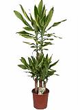 Драцена Фрагранс Голден Кост - Dracaena Fragrans Golden Coast D25 H130