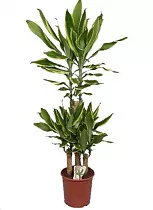 Драцена Фрагранс Голден Кост - Dracaena Fragrans Golden Coast D25 H130