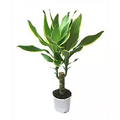 Драцена Фрагранс Голден Кост - Dracaena Fragrans Golden Coast D20 H80