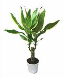 Драцена Фрагранс Голден Кост - Dracaena Fragrans Golden Coast D20 H80