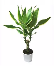 Драцена Фрагранс Голден Кост - Dracaena Fragrans Golden Coast D20 H80