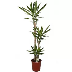 Драцена Фрагранс Голден Кост - Dracaena Fragrans Golden Coast D30 H150