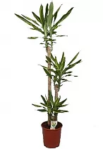 Драцена Фрагранс Голден Кост - Dracaena Fragrans Golden Coast D30 H150