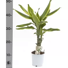Драцена Фрагранс Голден Кост - Dracaena Fragrans Golden Coast D14 H60