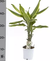 Драцена Фрагранс Голден Кост - Dracaena Fragrans Golden Coast D14 H60