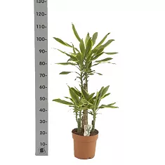 Драцена Фрагранс Голден Кост - Dracaena Fragrans Golden Coast D25 H100