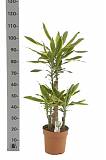 Драцена Фрагранс Голден Кост - Dracaena Fragrans Golden Coast D25 H100
