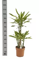 Драцена Фрагранс Голден Кост - Dracaena Fragrans Golden Coast D25 H100