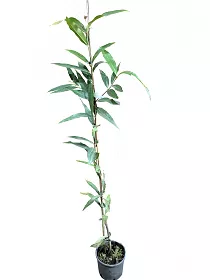 Сизигиум ямбоз - Syzygium jambos D18 H110