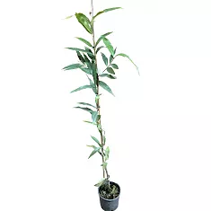 Сизигиум ямбоз - Syzygium jambos D18 H110