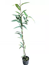 Сизигиум ямбоз - Syzygium jambos D18 H110