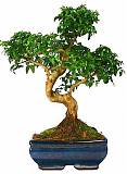 Бонсай Бирючина D20 H30